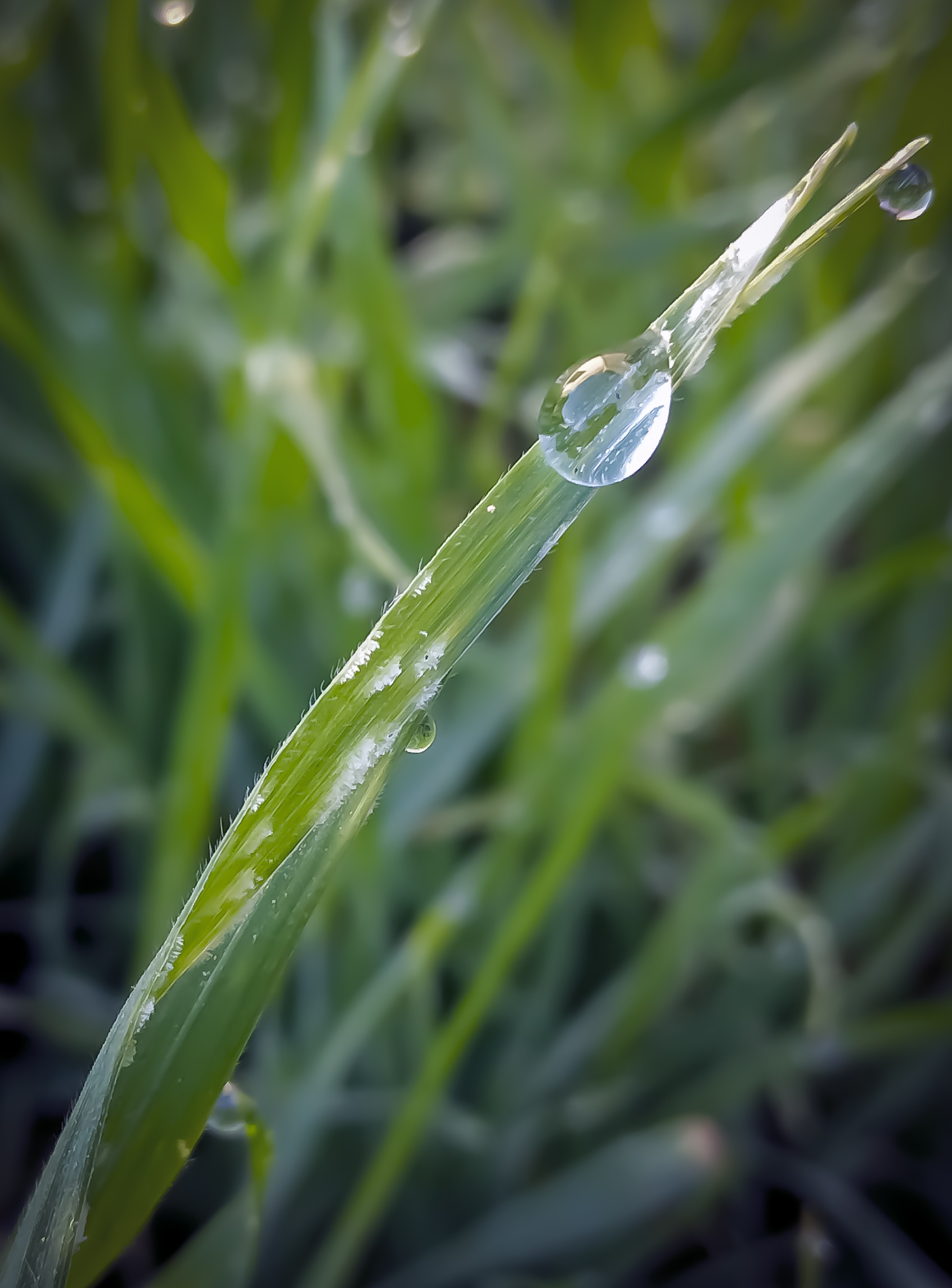 Gotas de  Rocio